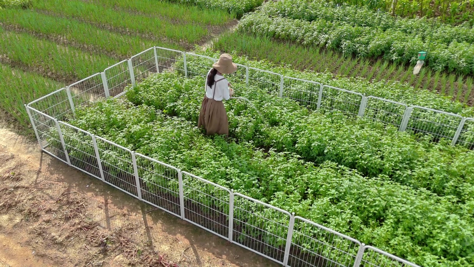 thumbnail video image 2 of SunsGrove Decorative Garden Fence with Gate 24 in(H) x 14.8 ft(L) 8 Panels, Heavy Duty Metal Animal Barrier Fence for Yard, Flower Bed Fencing, Garden Border Fence, Easy Set Up, Black, 2 of 10