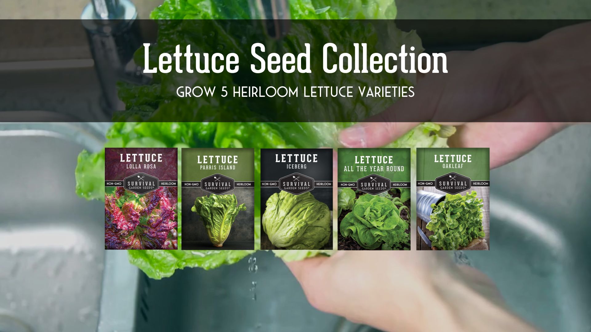 thumbnail video image 2 of 5 Packs Lettuce Seeds - Buttercrunch Oakleaf Lolla Rosa Parris Island Iceberg - Full Sun Annual Vegetable, 2 of 9