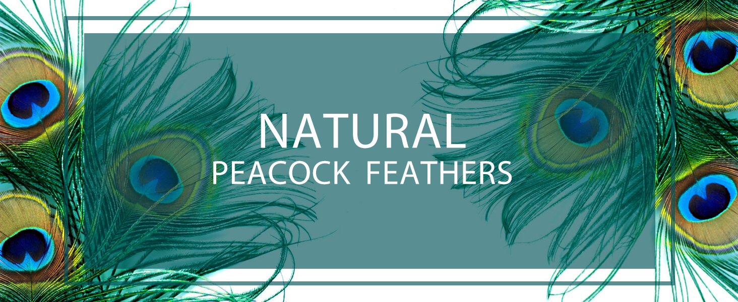 thumbnail video image 2 of Piokio 50 pcs Natural Peacock Feathers in Bulk 20-23inch (50-60 cm) Bulk for DIY Craft, Wedding, Decoration, 2 of 6
