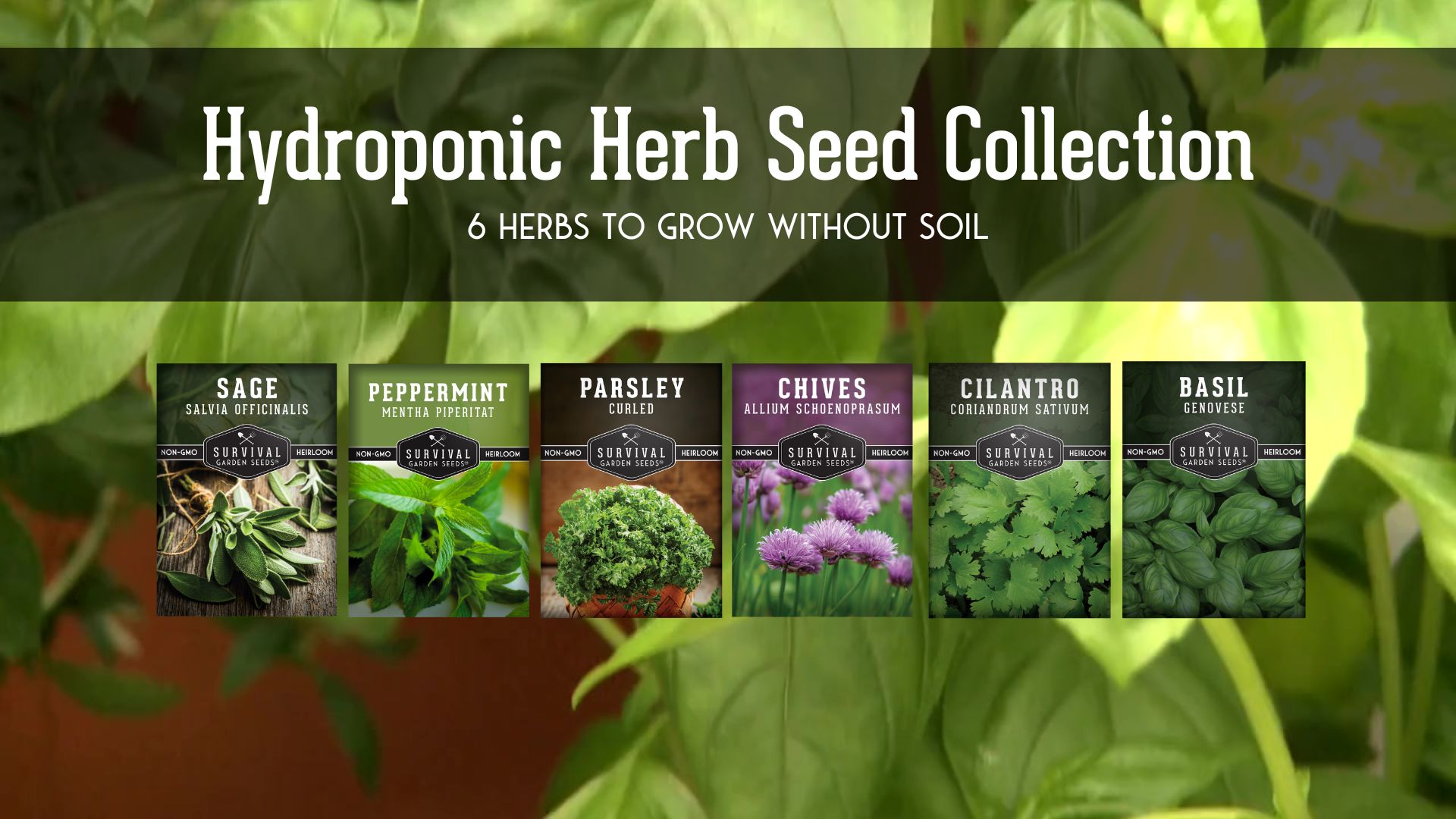 thumbnail video image 2 of 5 Packs Hydroponic Herb Seed - Sage, Peppermint, Parsley, Chives, Cilantro, Basil - Full Sun Annual & More, 2 of 7