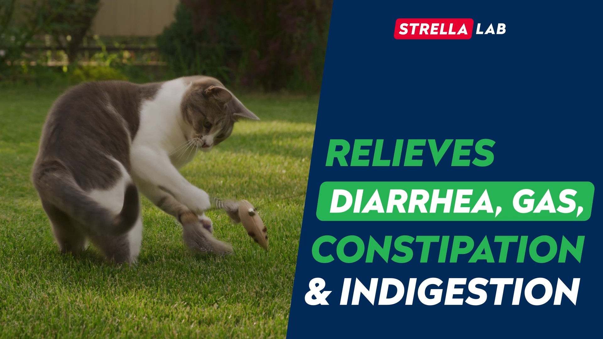 thumbnail video image 2 of StrellaLab Cat Probiotic Powder - Probiotics for Cats with Diarrhea  - Easy to Mix Powder - Cat Probiotics for Indoor Cats, Health Supplies Food Supplement, Pet Probiotics, Digestive Support (4 oz), 2 of 11