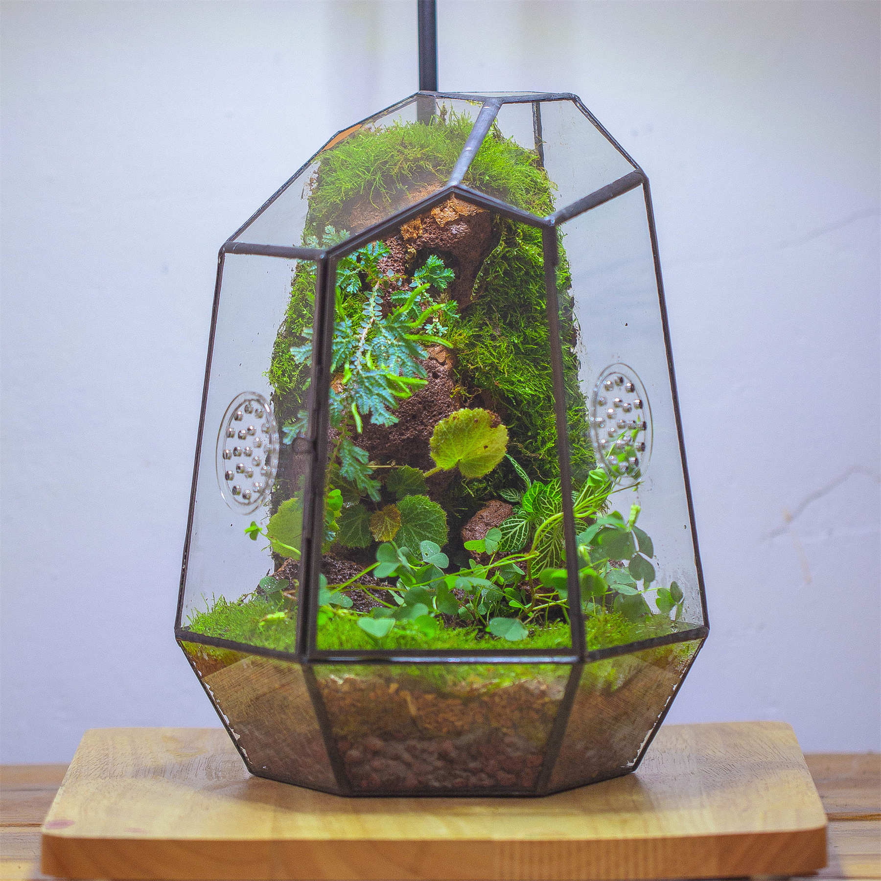 thumbnail video image 2 of NCYP Close Geometric Glass Enclosure Terrarium with Vent Holes for Insects, Home Gardening, 2 of 11