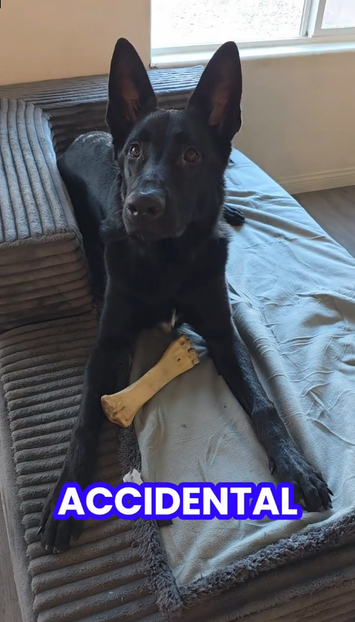 thumbnail video image 2 of Pawsse Waterproof Pet Blanket, Pee Urine Proof Dog Blanket Cover for Couch Bed Furniture Protector, Liquid Proof Blanket for Small Medium Dogs, Lt Gray/Dk Gray, 50” x 60”., 2 of 8