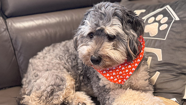 thumbnail video image 2 of SPOT Dura-Fused Small Bone Leather Dog Toy, Durable Chew Toy with Squeaker & Double-Stitched Seams for Moderate Chewers, Small & Medium Dogs, 7in, 2 of 19