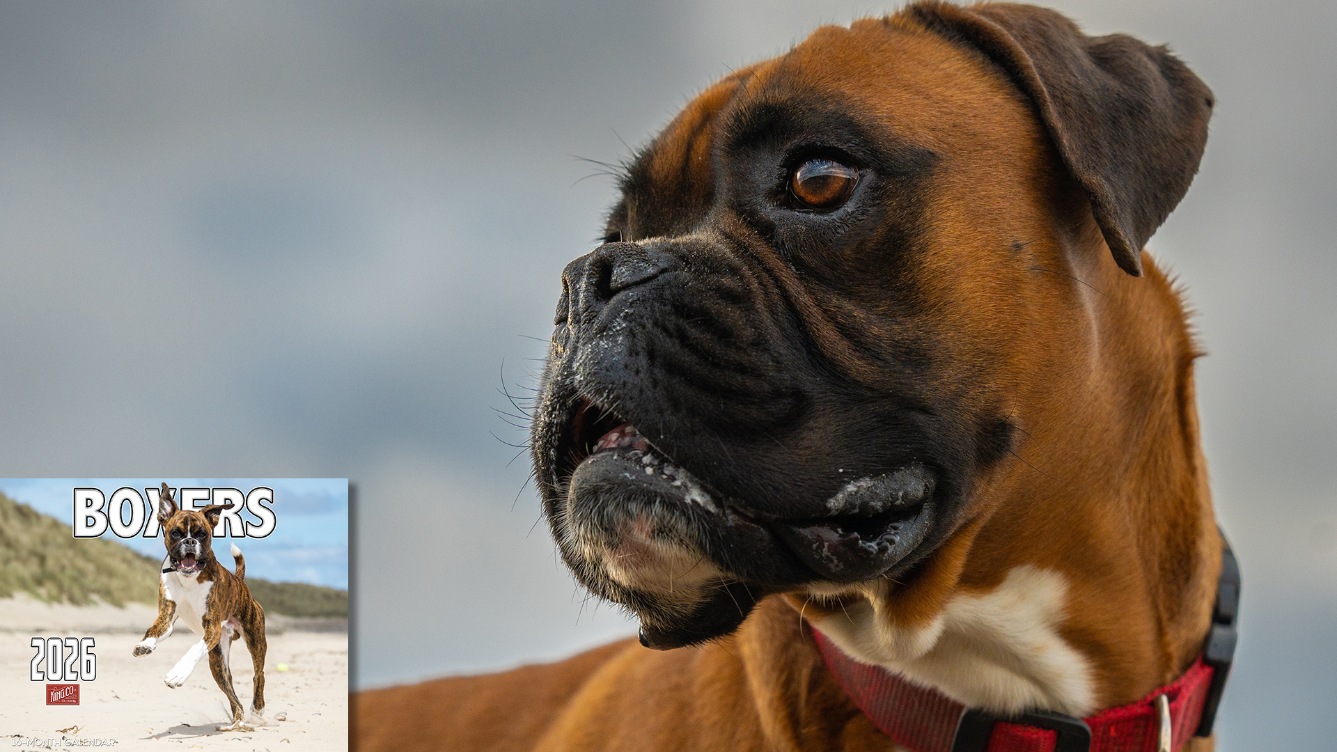 thumbnail video image 2 of 2026 Boxer Dogs Wall Calendar 16-Month X-Large Size 14x22, Fun Dog Calendar by The KING Company-Monster Calendars, 2 of 7