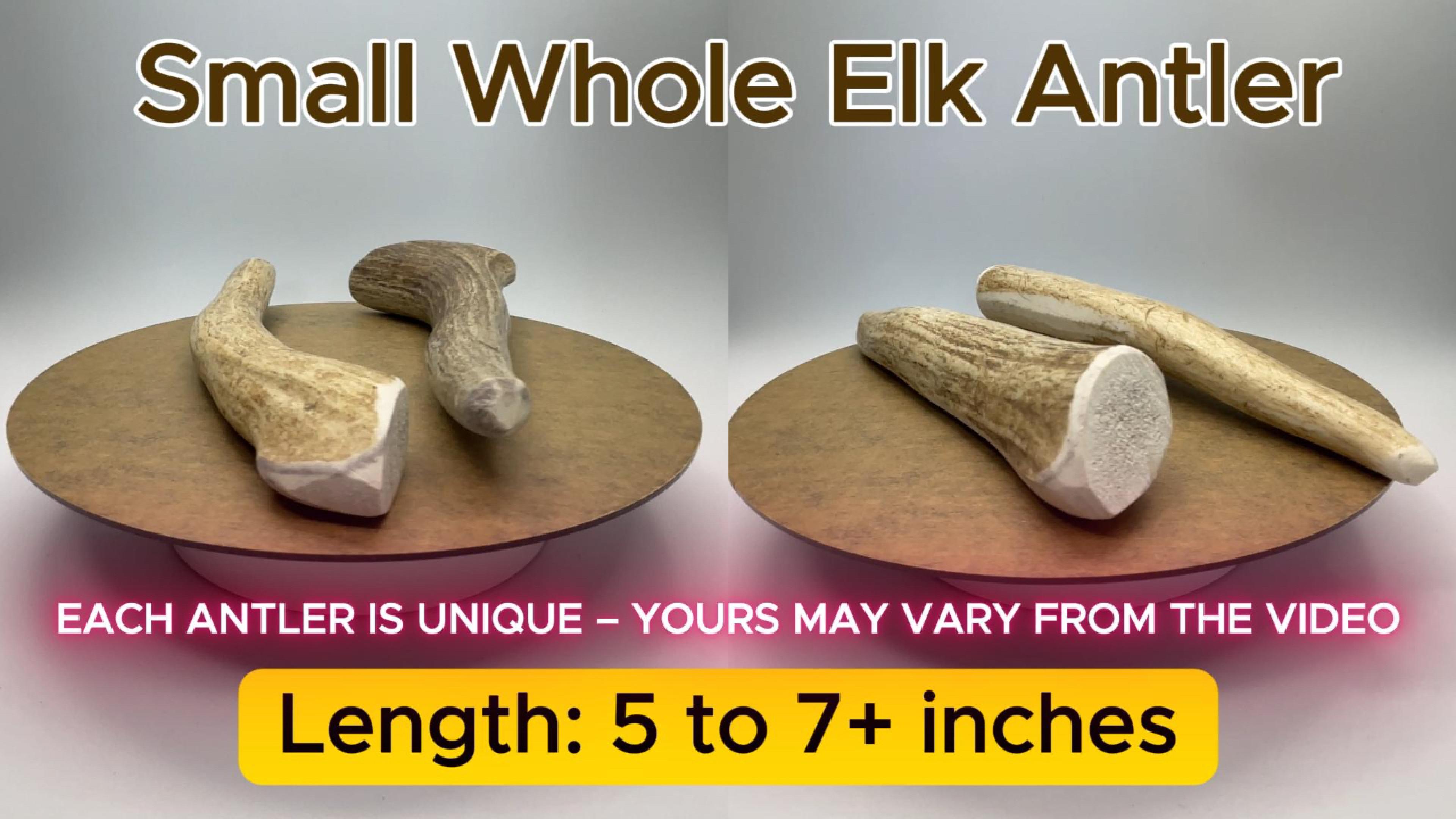 thumbnail video image 2 of Deluxe Naturals 4-Pack Small Whole Elk Antler Dog Chews, Natural Long-Lasting Chew Treat for Small Dogs, 2 of 10
