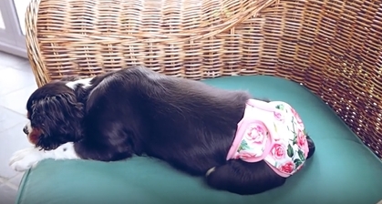 thumbnail video image 2 of Wegreeco Pack of 3 Reusable Female Dog Diapers, Washable Premium Female Doggie Diapers, Super-Absorbent Dog Wraps, X-Large, Bright Color, 2 of 6