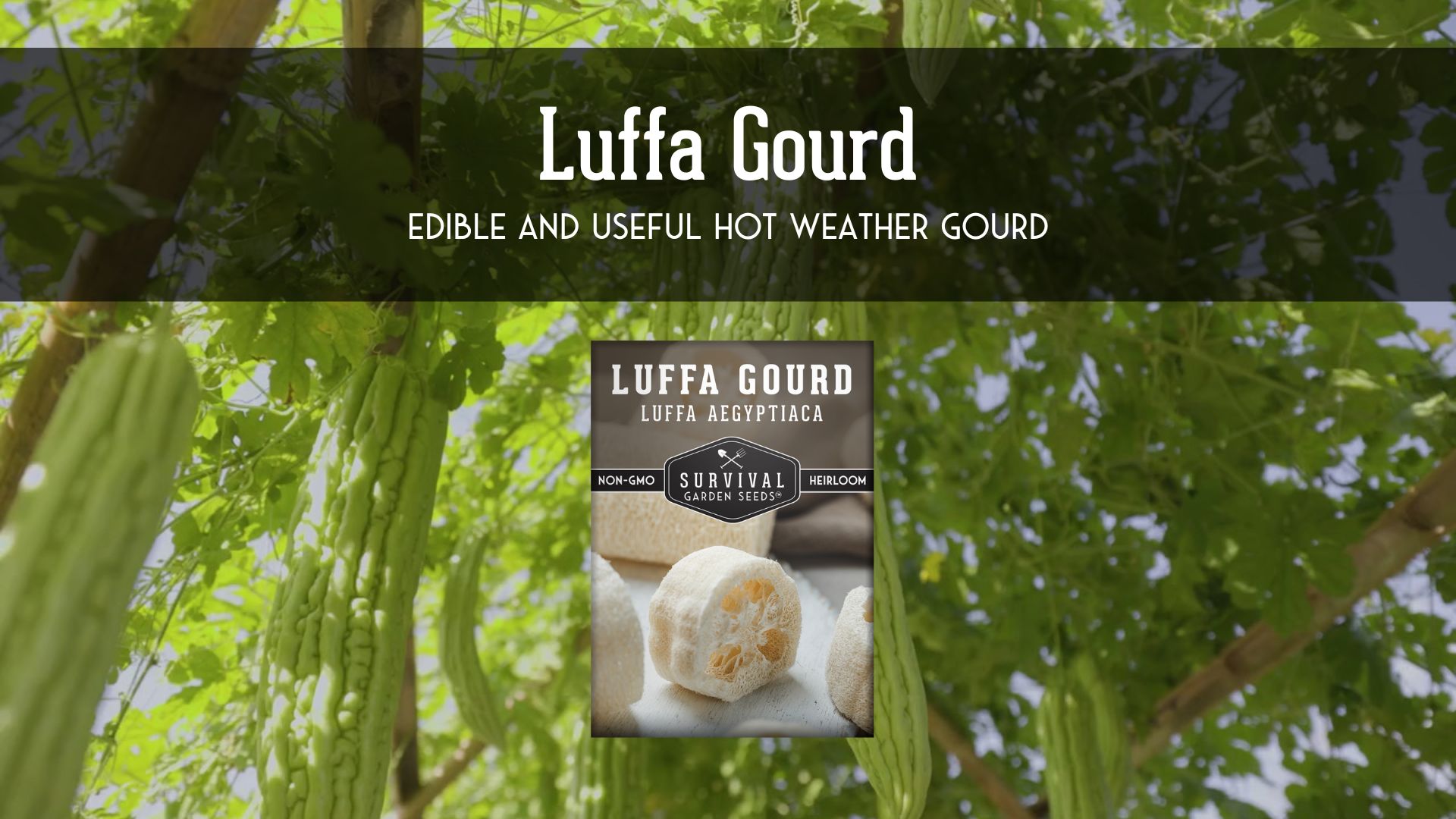 thumbnail video image 2 of Luffa Seeds for Planting - Heirloom Loofah Gourd - Full Sun, Annual Vegetable - 1 Pack, 2 of 10