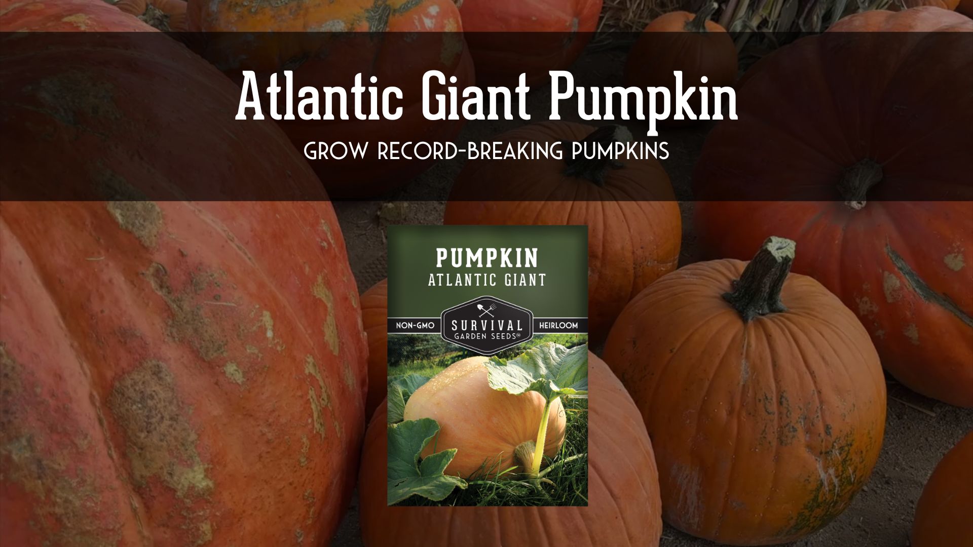 thumbnail video image 2 of 3 Packs Atlantic Giant Pumpkin Seeds - Non-GMO Heirloom Annual Full Sun Vegetable, 2 of 7