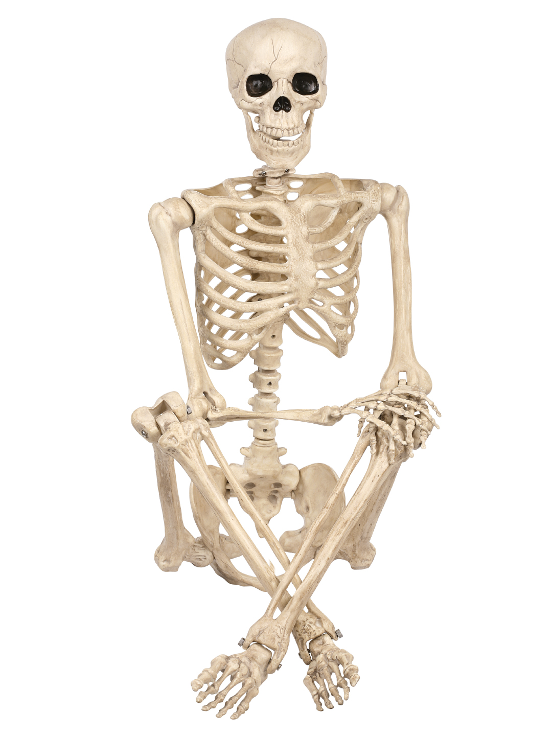thumbnail video image 2 of Seasons 5 FT Pose-N-Stay Life Size Skeleton with Realistic Posable and Movable Joints Halloween Decoration for Crazy Bonez Skeleton Line, 2 of 8