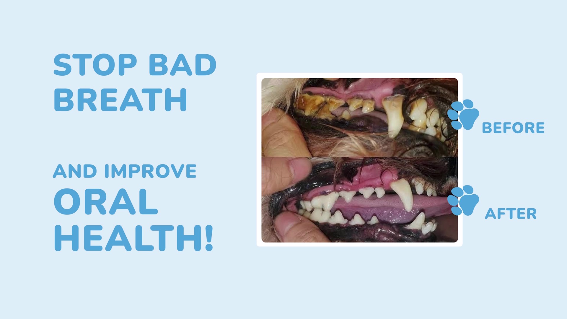 thumbnail video image 2 of PetSilver Teeth & Gum Spray for Dogs & Cats, Eliminate Bad Breath, Natural Pet Dental Care Solution, Targets Tartar & Plaque, Clean Teeth Without Brushing, Easy to Apply, Chelated Silver, 4 oz., 2 of 12