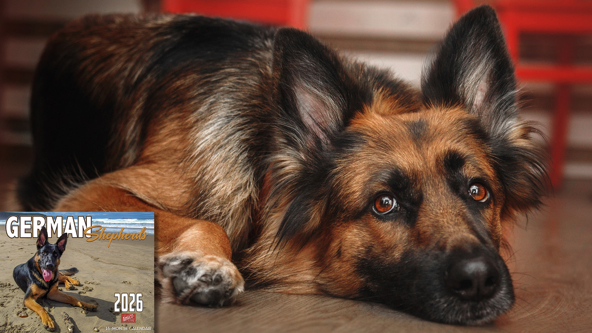 thumbnail video image 2 of 2026 German Shepherds Wall Calendar 16-Month X-Large Size 14x22, Dog Calendar by The KING Company-Monster Calendars, 2 of 7