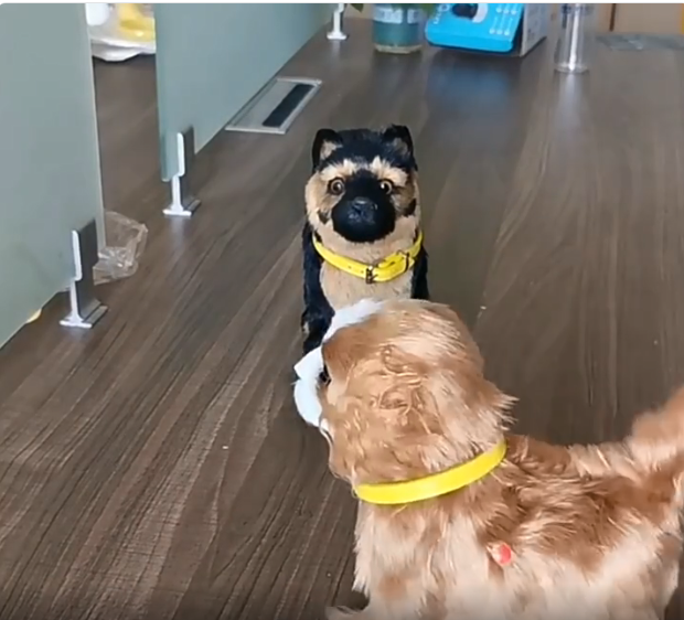 thumbnail video image 2 of Our Generation Dog,9inch Simulated Dog Can Walk Bark Its Tail And Has Music Toy Dog Pet Dog Sensing Toy,Puppy Dog With Collar & Leash Accessory,Stuffed Animal Realistic Dog.(Pekingese), 2 of 6