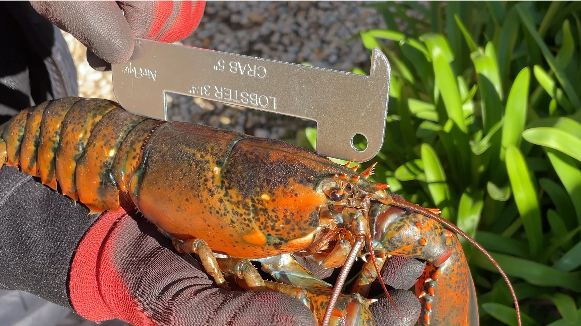 thumbnail video image 2 of AirFly Aluminum Lobster and Blue Crab Gauge for California, Maine, MA, NH, RI, CT, MP, AL, FL, GA, MD, VA, NC, SC, LA, TX, Canada, 5", 3 1/4", 2 of 8