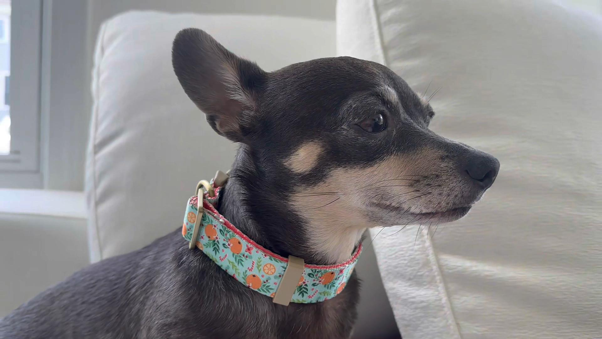 thumbnail video image 2 of Rychif Cute Dog Collar, Orange Pattern, Soft Nylon Pet Collars for Small Medium Large Dogs, S, 2 of 7