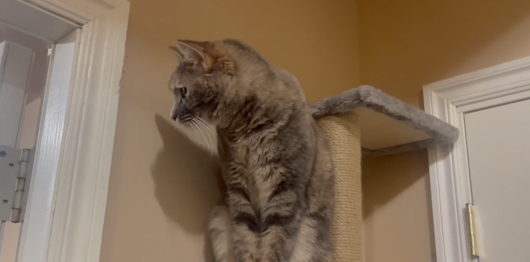 PAWSCRAT 5-Tier Tension-Mounted Cat Tree with Platforms and Sisal ...