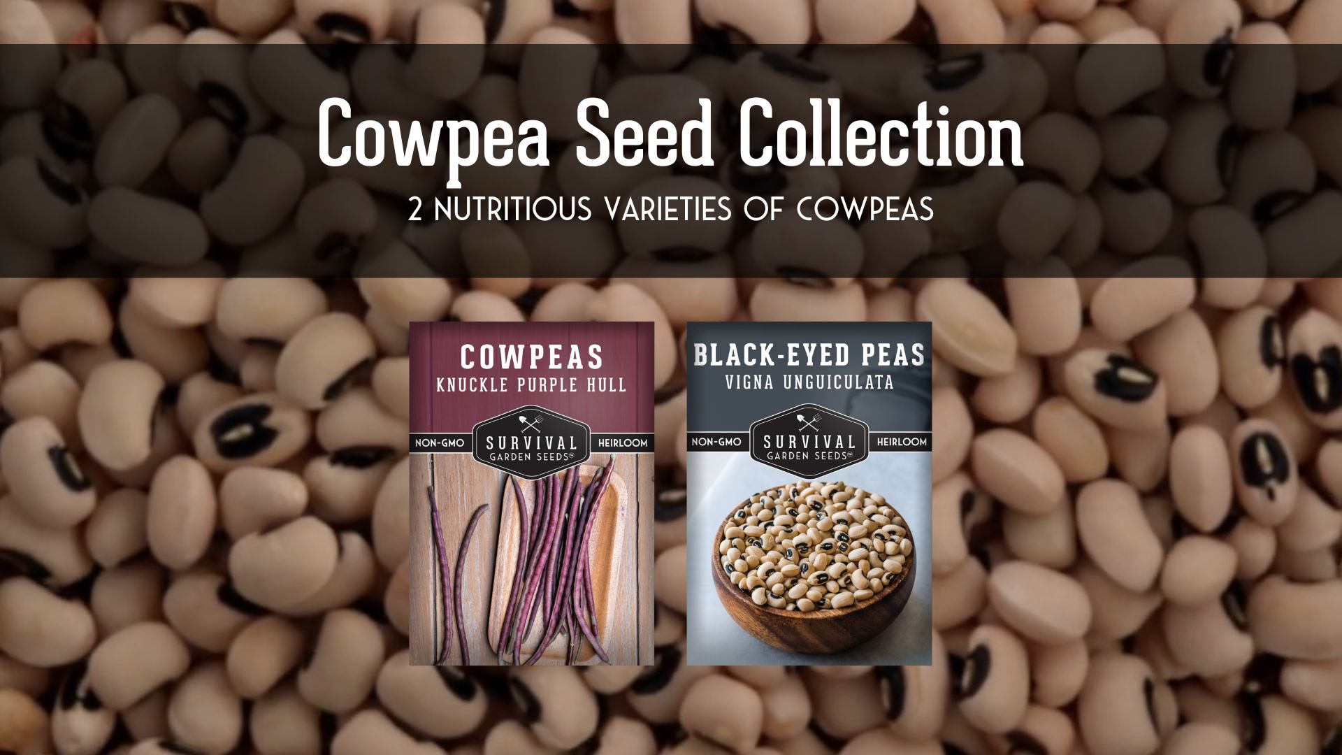 thumbnail video image 2 of Cowpea Seeds 2 Pack Collection - Black Eyed Pea, Knuckle Purple Hull - Full Sun Annual Vegetable, 2 of 10