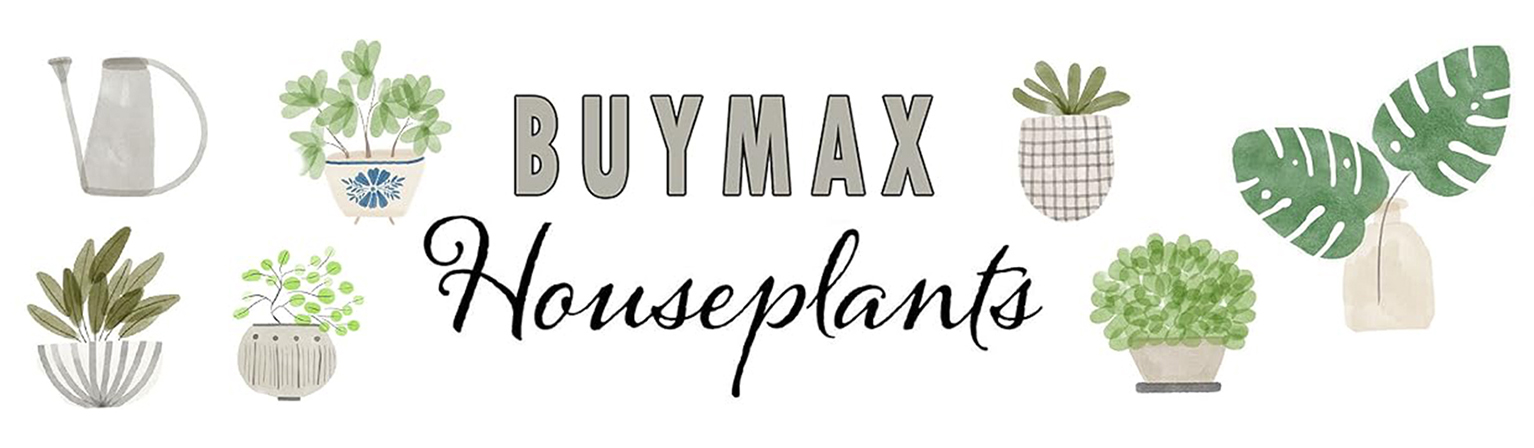 thumbnail video image 2 of BUYMAX 10×5 inch White Leaf Rectangle Ceramic Orchid Pot with Holes, Heavy Duty Ceramic Planter with Drainage and Tray, Accommodates 2 Orchids, 2 of 8