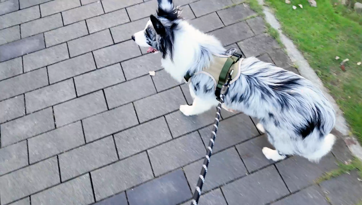thumbnail video image 2 of PcEoTllar Dog Harness and Leash Combo, Escape Proof No Pull Vest Harness, with Reflective Leash, Adjustable Pet Harness with Handle for Large Dogs, Khaki L, 2 of 10