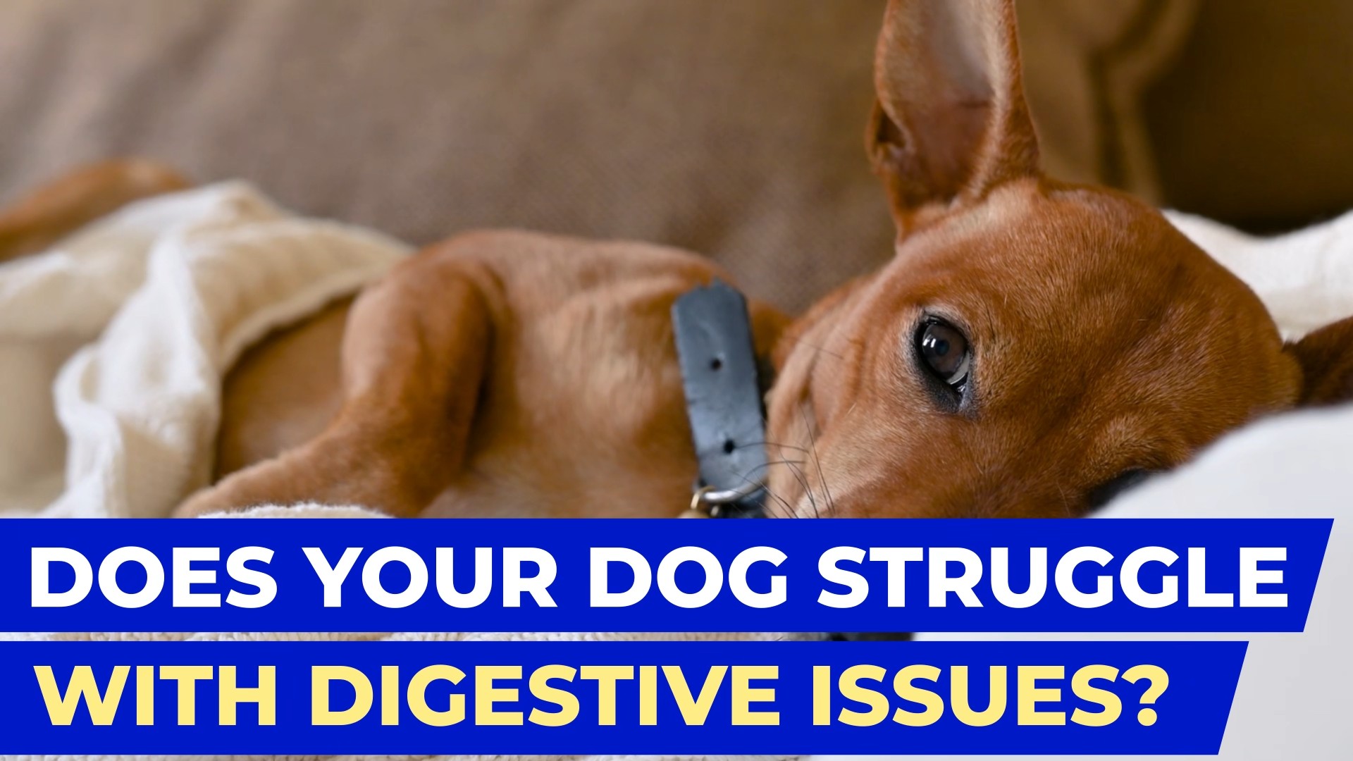 thumbnail video image 2 of Pet Probiotics for Dogs & Digestive Enzymes for Dogs | Gut Health & Digestive Function Support | Pumpkin & Omega | Diarrhea, Seasonal Allergies & Itching | Prebiotic Supplement Chews, 2 of 10