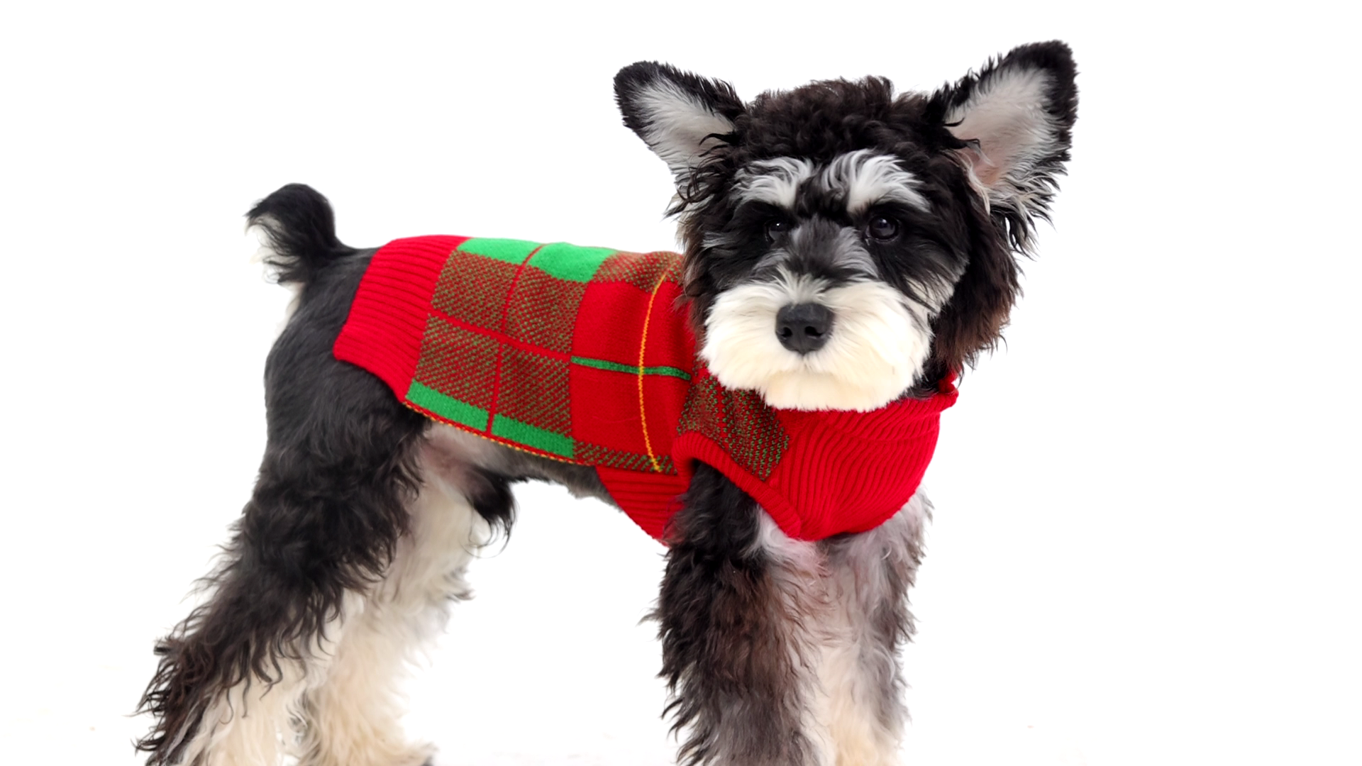 thumbnail video image 2 of ROZKITCH Classic Dog Christmas Sweaters Puppy Festival Winter Turtleneck Knitwear Vest Red Green Plaid Dog Sweater for Small Medium Dogs Cats, 2 of 9