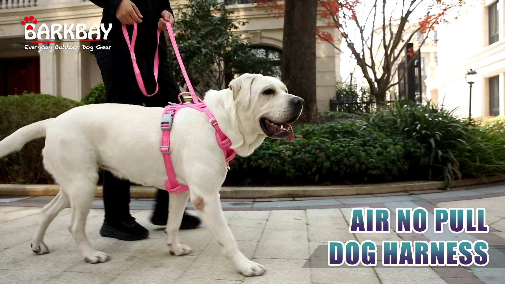 thumbnail video image 2 of BARKBAY No Pull Dog Harness Large Reflective Dog Harness with Front Clip and Easy Control Handle for Walking Training Running with ID tag Pocket(Purple,M), 2 of 10