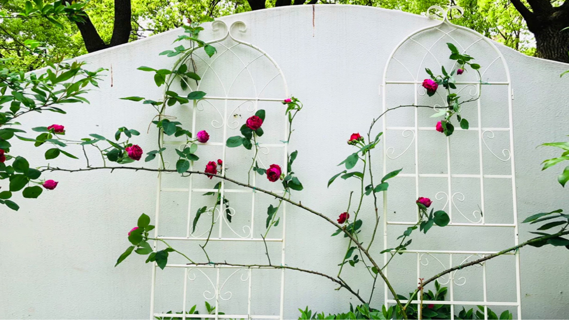 thumbnail video image 2 of 80" x 71" White Iron Arch Trellis 4 Count, 2 of 13